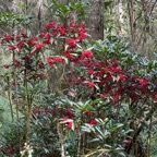 Ardisia crenata.bois de Noël.primulaceae.amphinaturalisé..jpeg