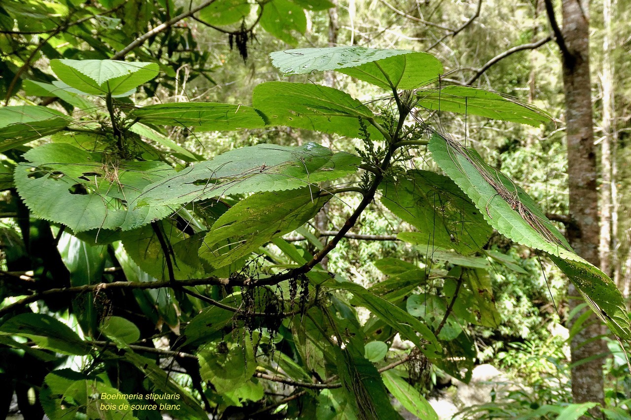 Boehmeria stipularis.bois de source blanc.grande ortie.urticaceae.endémique Réunion. (1).jpeg