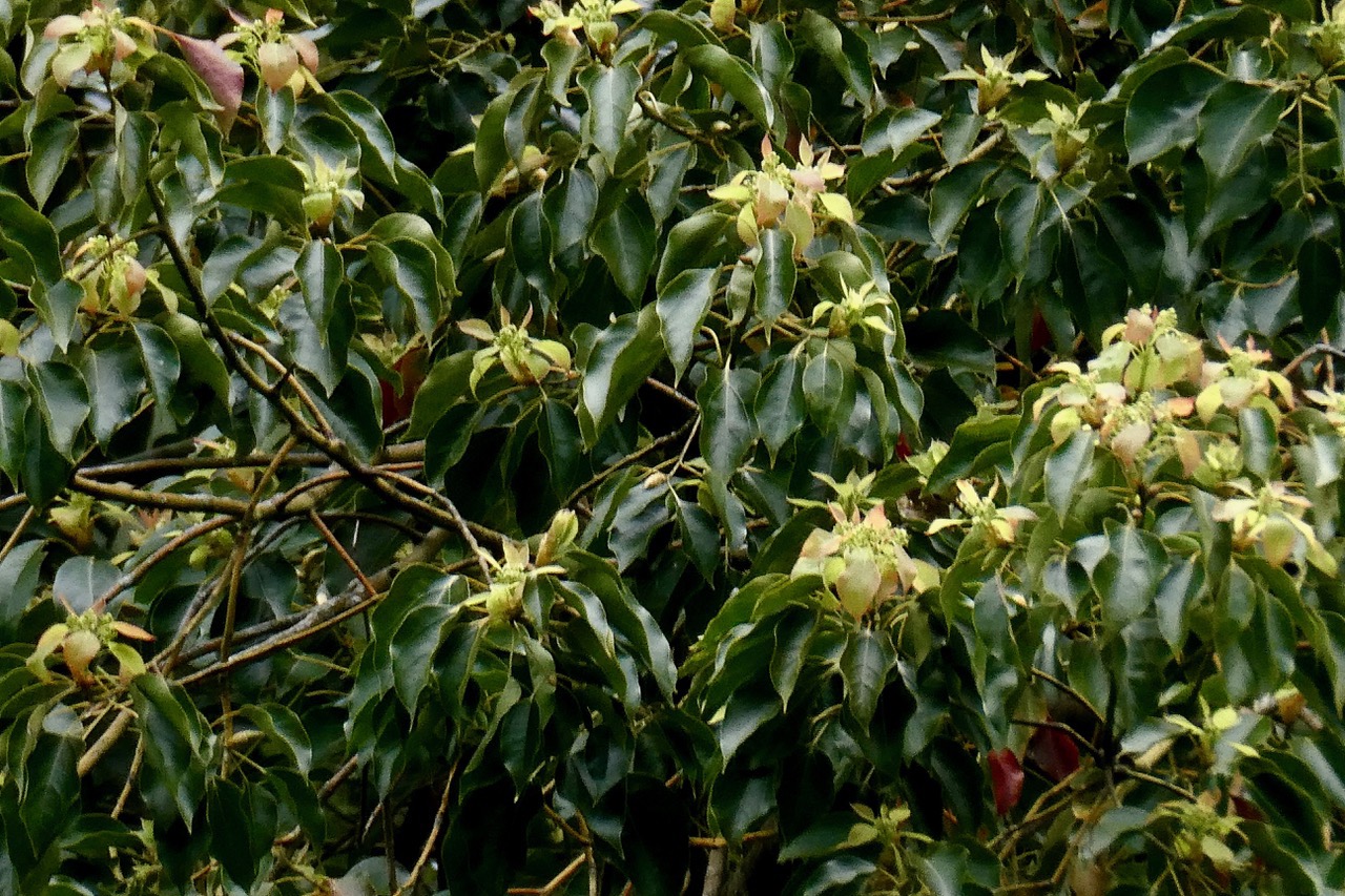 Cinnamommum camphora.camphrier.lauraceae.amphinaturalisé. (1).jpeg