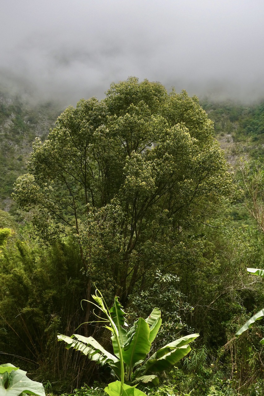 Cinnamommum camphora.camphrier.lauraceae.amphinaturalisé..jpeg