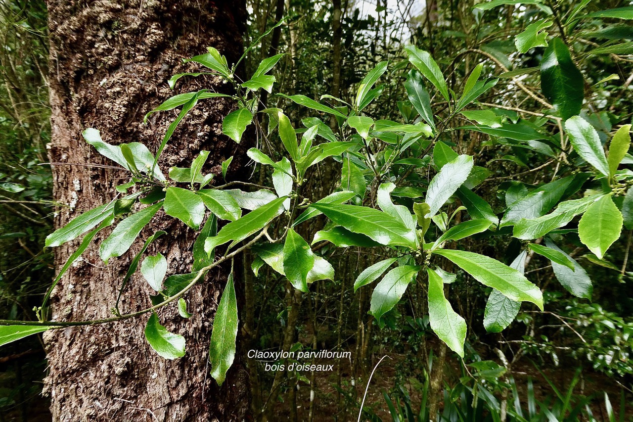 Claoxylon parviflorum -bois d’’oiseaux.( feuillage au premier plan )euphorbiaceae.endémique Réunion Maurice Rodrigues..jpeg