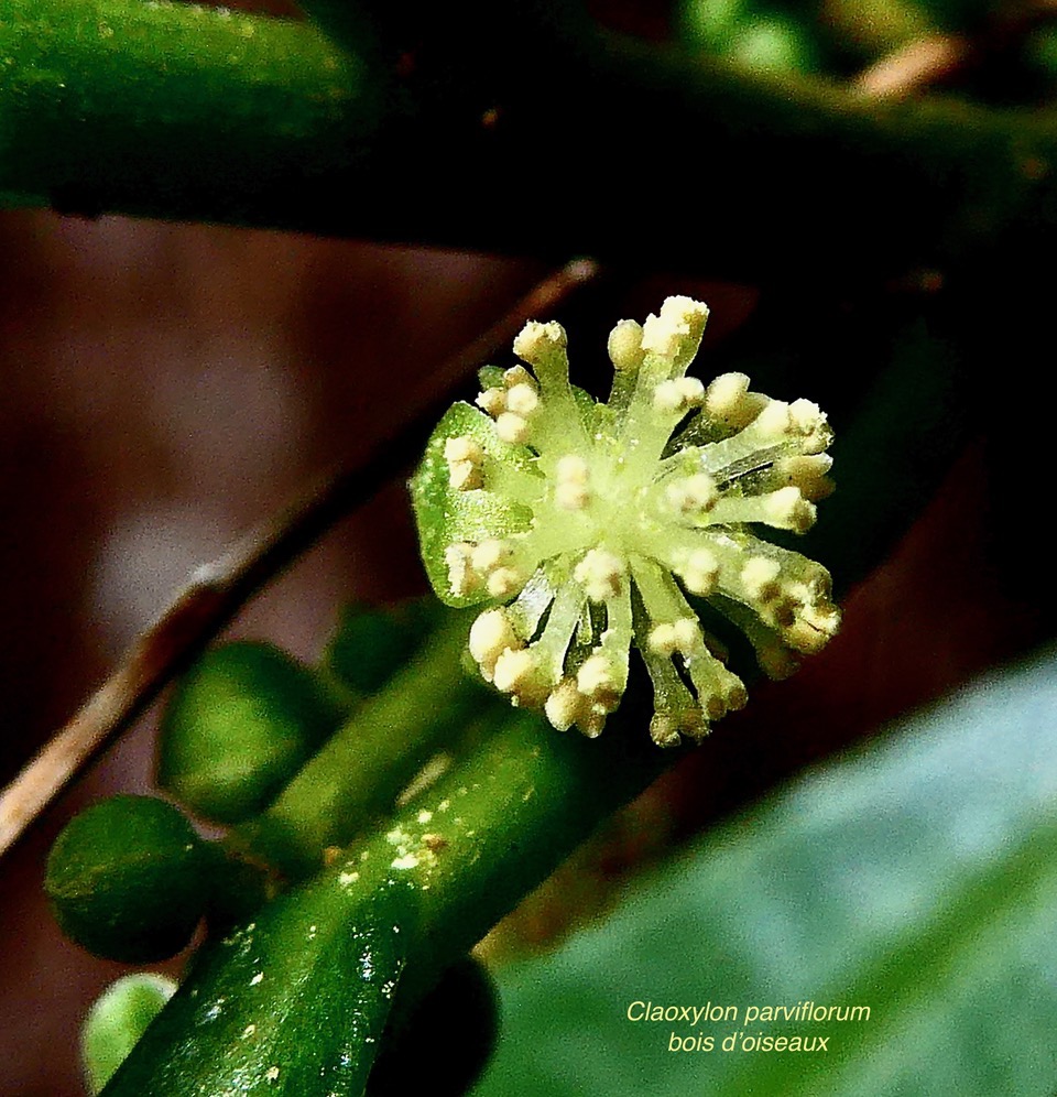 Claoxylon parviflorum -bois d’’oiseaux.( fleur mâle ) euphorbiaceae.endémique Réunion Maurice Rodrigues..jpeg