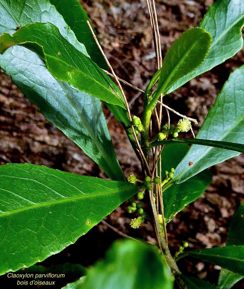 Claoxylon parviflorum -bois d’’oiseaux.euphorbiaceae.endémique Réunion Maurice Rodrigues..jpeg