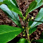 Claoxylon parviflorum -bois d’’oiseaux.euphorbiaceae.endémique Réunion Maurice Rodrigues..jpeg