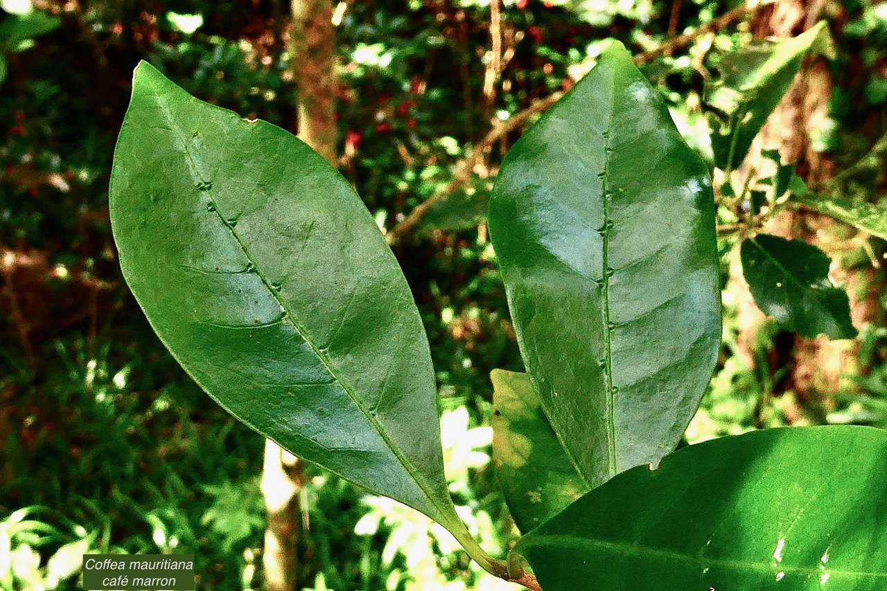 Coffea mauritiana.café marron.( domaties en relief sur la face supérieure des feuilles )rubiaceae.endémique Réunion Maurice..jpeg