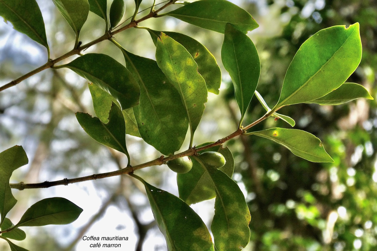 Coffea mauritiana.café marron.rubiaceae.endémique Réunion Maurice..jpeg