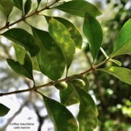 Coffea mauritiana.café marron.rubiaceae.endémique Réunion Maurice..jpeg