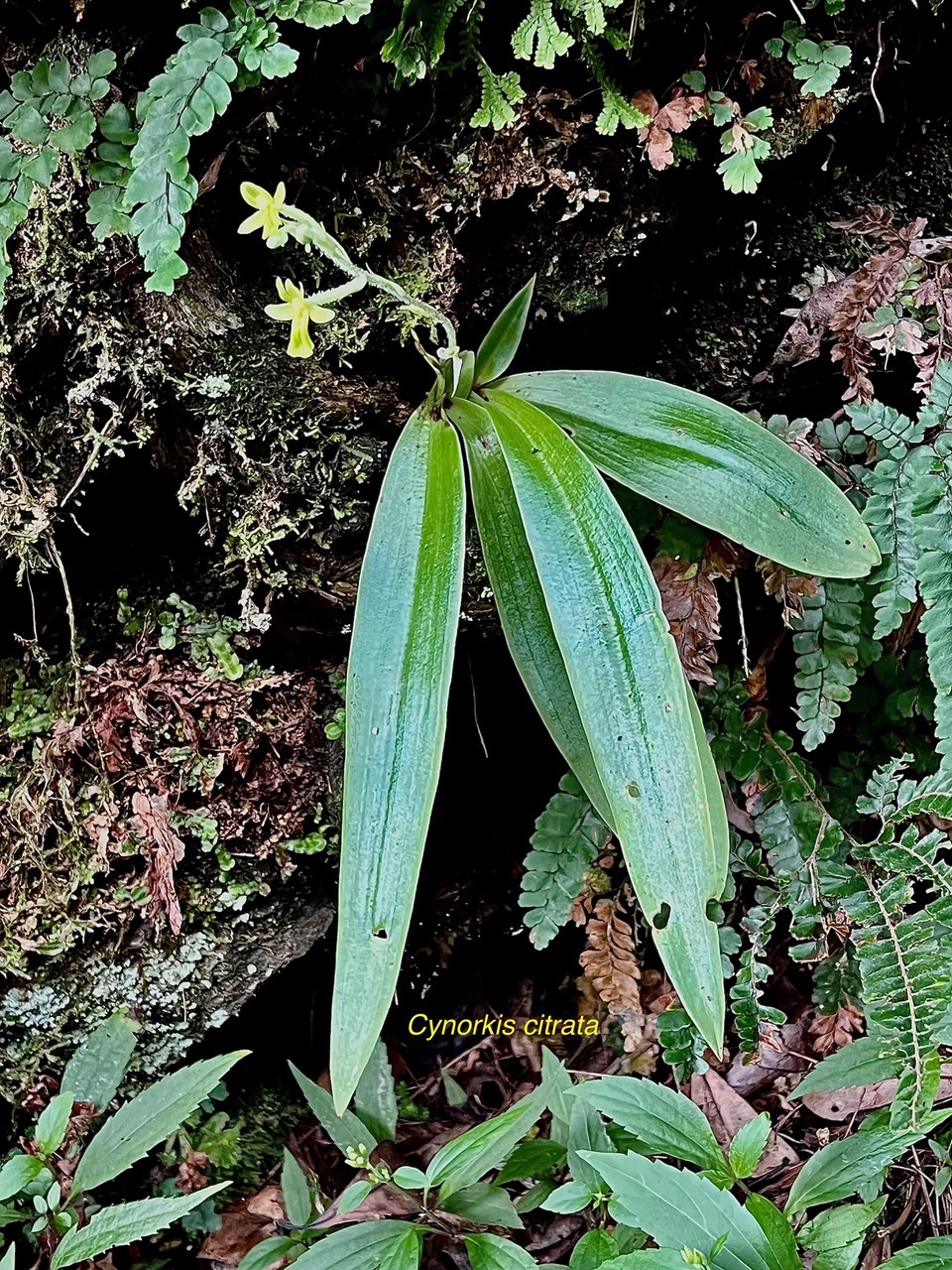 Cynorkis citrata (ex Habenaria citrina ) orchidaceae.endémique Réunion. (1).jpeg