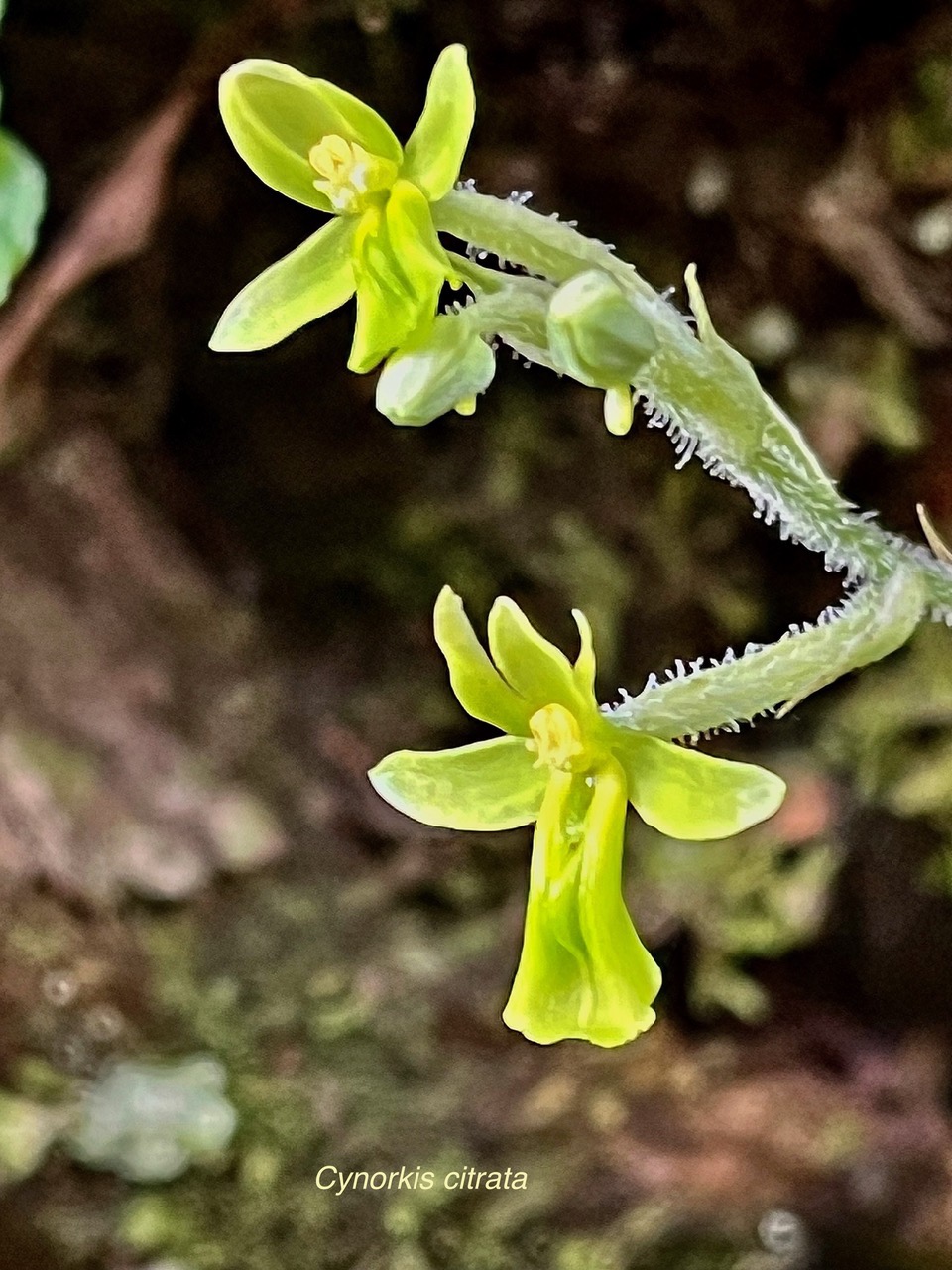 Cynorkis citrata (ex Habenaria citrina ) orchidaceae.endémique Réunion..jpeg