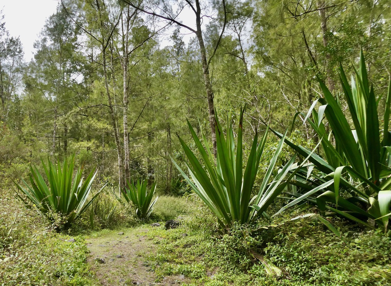 Furcraea foetida.choca vert.cadère.( au premier plan ) asparagaceae.amphinaturalisé..jpeg