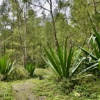 Furcraea foetida.choca vert.cadère.( au premier plan ) asparagaceae.amphinaturalisé..jpeg