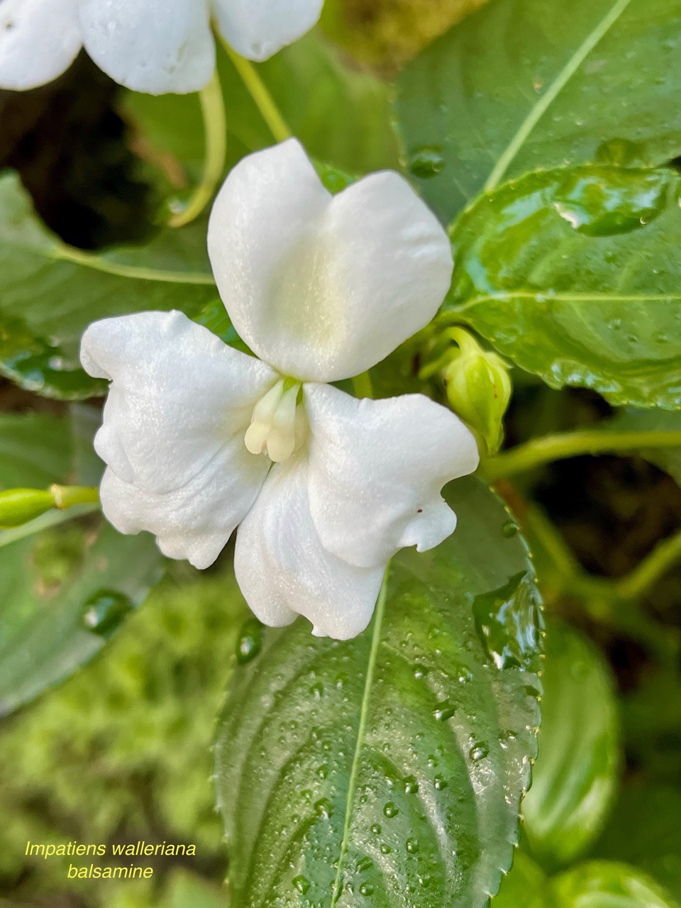 Impatiens walleriana balsamine.impatience balsaminaceae.espèce cultivée ,amphinaturalisée et envahissante..jpeg