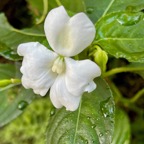 Impatiens walleriana balsamine.impatience balsaminaceae.espèce cultivée ,amphinaturalisée et envahissante..jpeg