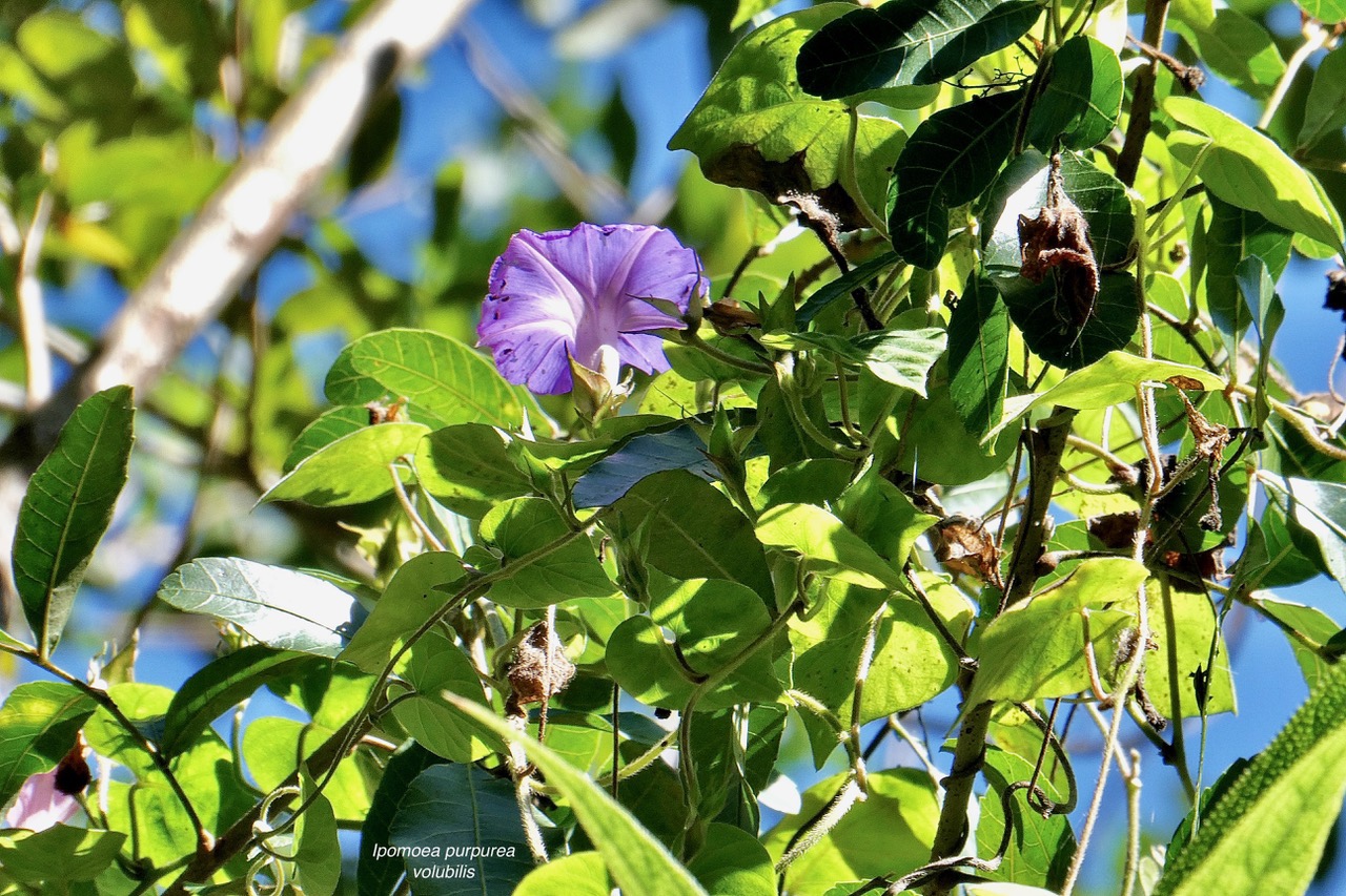 Ipomoea purpurea.volubilis.convolvulaceae.amphinaturalisé..jpeg