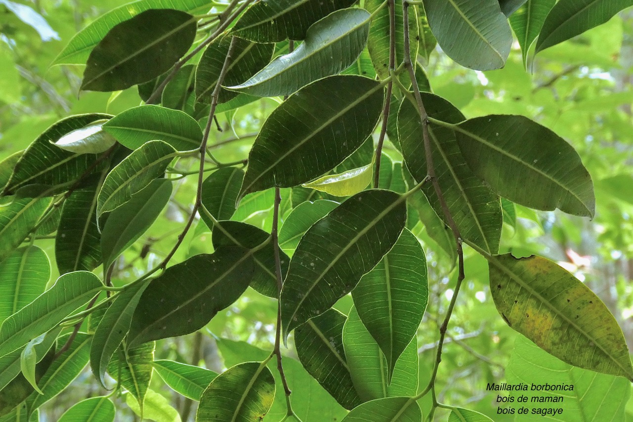 Maillardia borbonica  Bois de maman .bois de sagaye.moraceae. endémique Réunion (2).jpeg