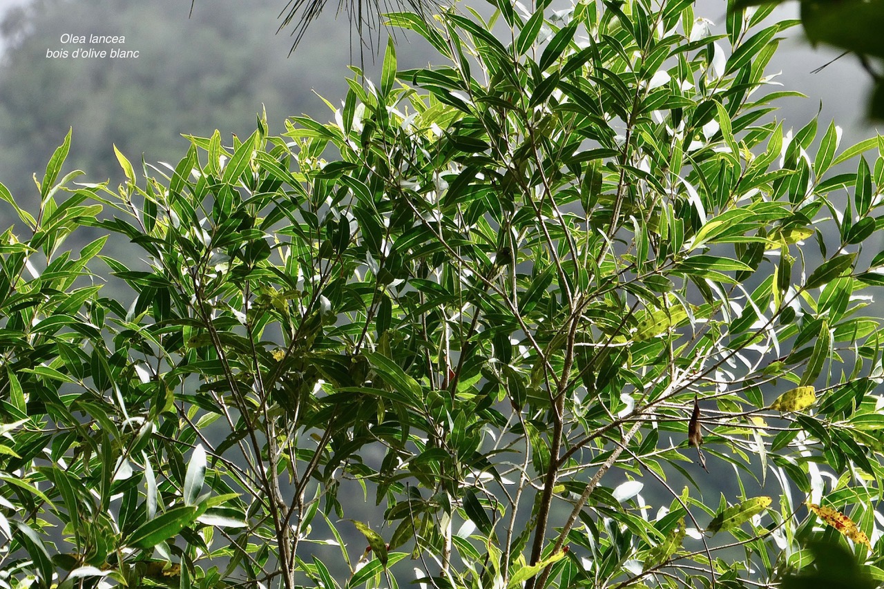 Olea lancea. bois d’olive blanc.oleaceae.indigène Réunion..jpeg