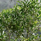 Olea lancea. bois d’olive blanc.oleaceae.indigène Réunion..jpeg