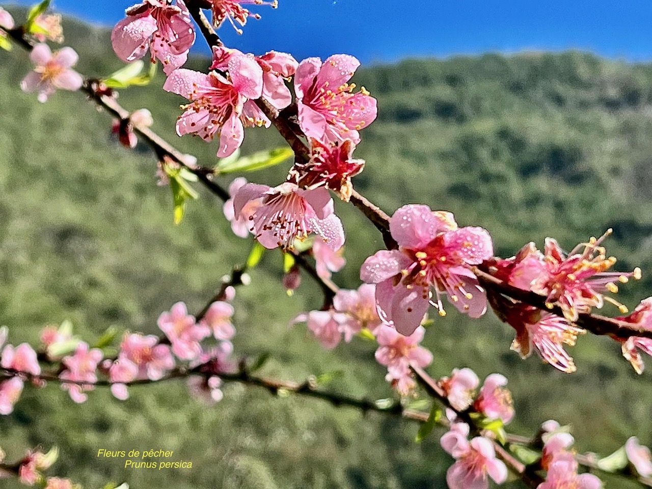 Prunus persica.pêcher.rosaceae. espèce cultivée..jpeg