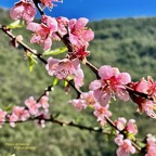 Prunus persica.pêcher.rosaceae. espèce cultivée..jpeg