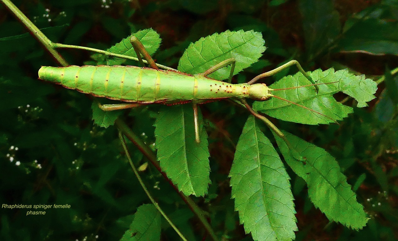 Rhaphyderus spiniger femelle.phasme.phasmatidae.jpeg