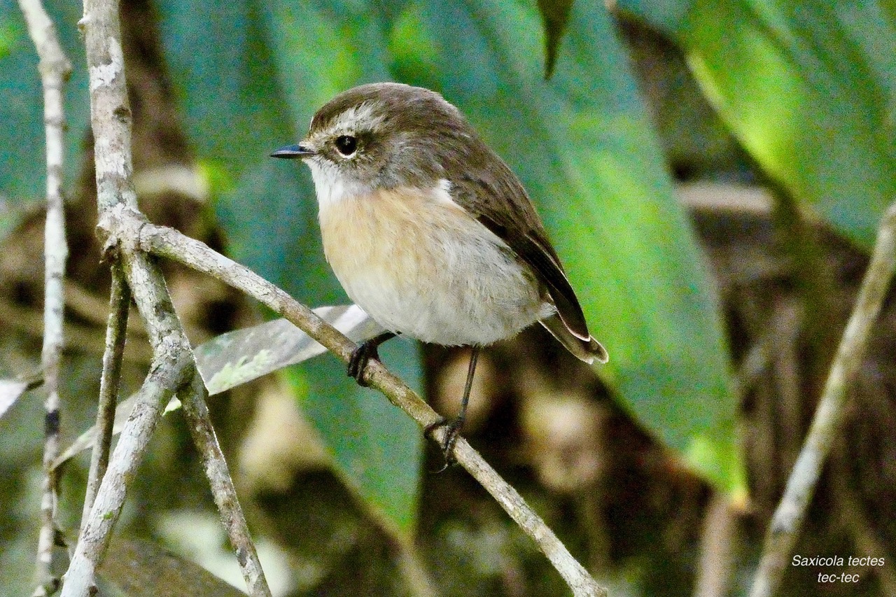 Saxicola tectes.tec-tec.tarier de la Réunion.Muscicapidae.jpeg