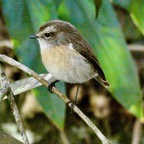 Saxicola tectes.tec-tec.tarier de la Réunion.Muscicapidae.jpeg