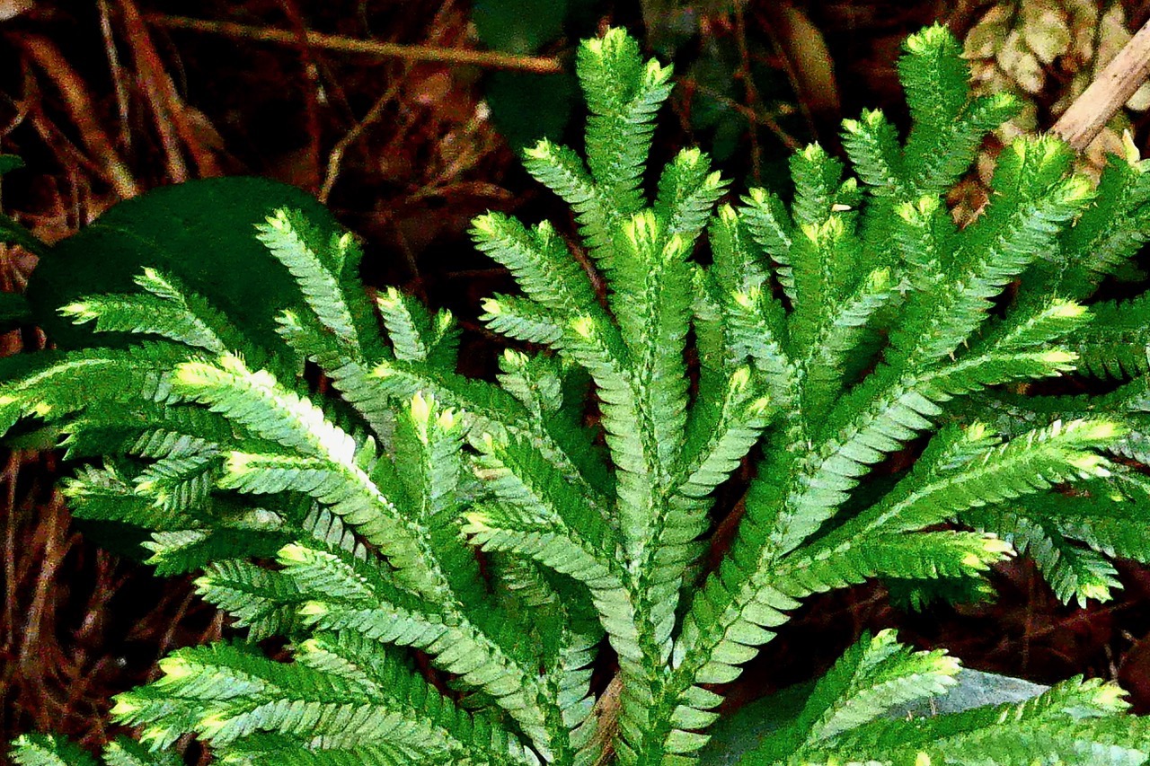 Selaginella fruticulosa. selaginellaceae.endémique Réunion Maurice ? (1).jpeg