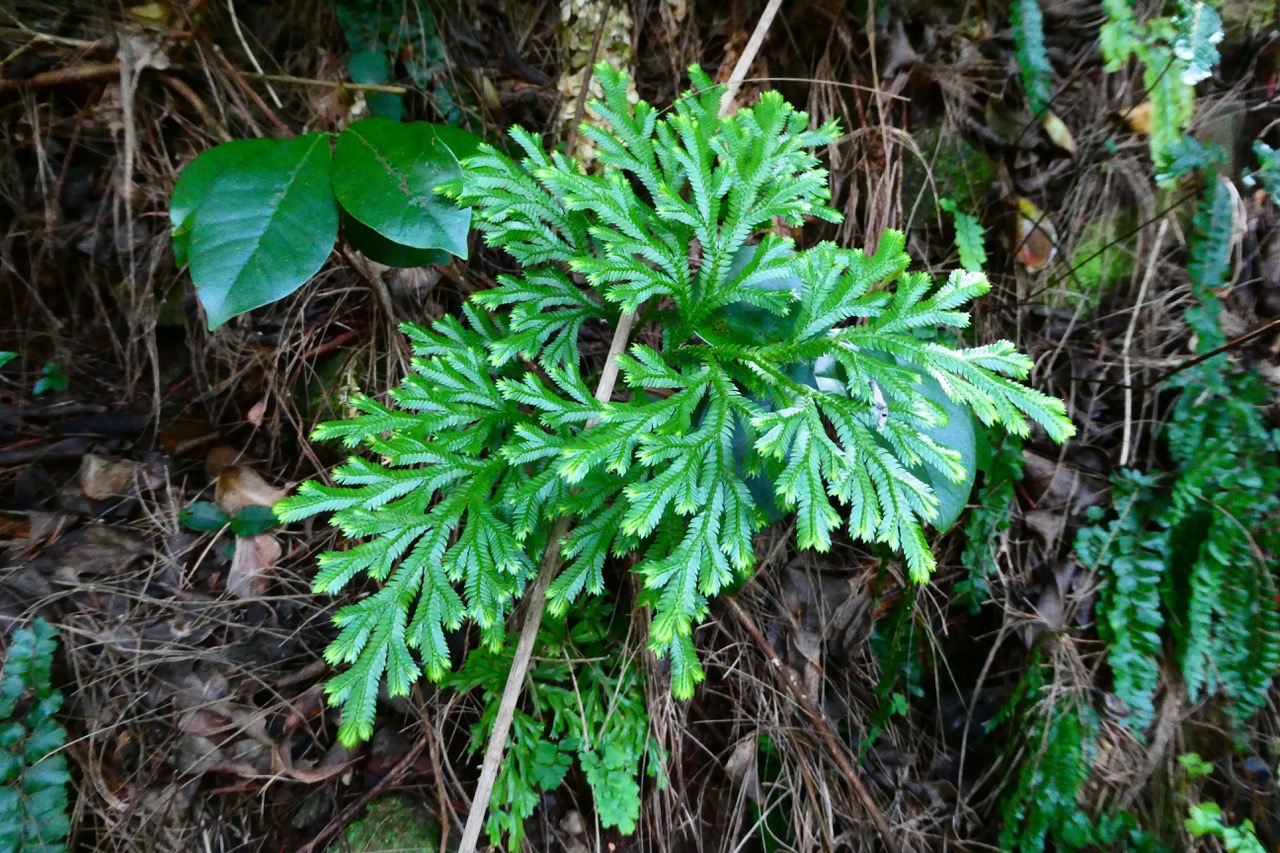 Selaginella fruticulosa. selaginellaceae.endémique Réunion Maurice ?.jpeg