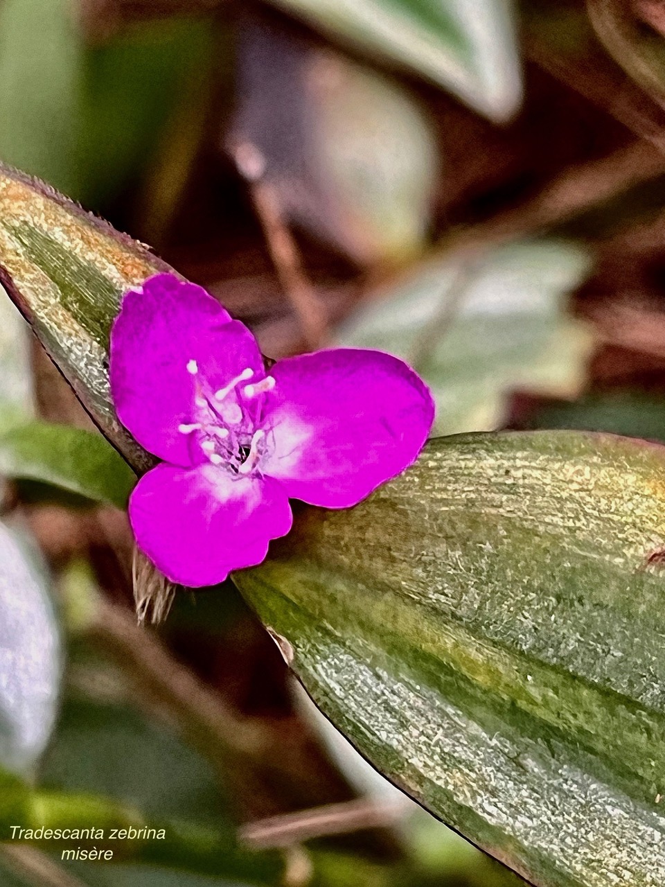 Tradescantia zebrina hort.misère.éphémère zébrine.commelinaceae.espèce cultivée..jpeg