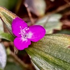 Tradescantia zebrina hort.misère.éphémère zébrine.commelinaceae.espèce cultivée..jpeg