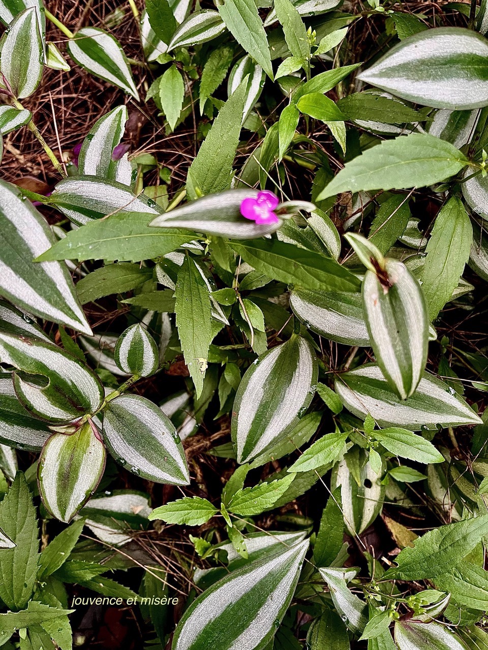 Tradescantia zebrina hort.misère.éphémère zébrine.commelinaceae.espèce cultivée.et Ageratina riparia.jouvence.asteraceae..jpeg