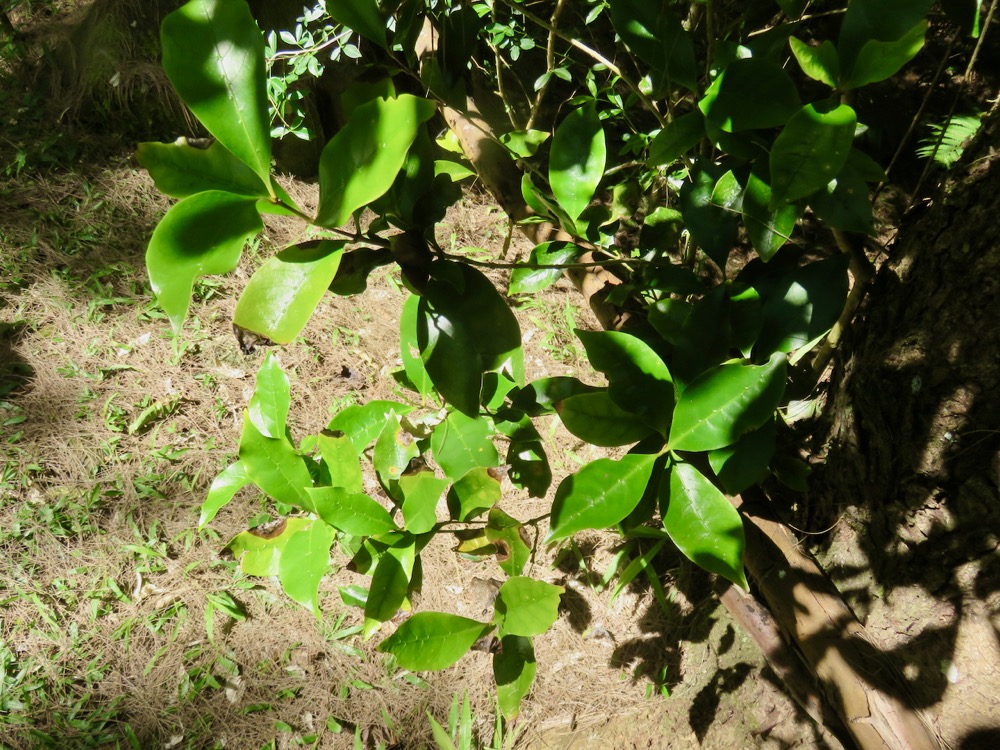 12. Coffea mauritiana - Café marron - RUBIACEE.jpeg