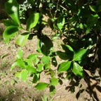 12. Coffea mauritiana - Café marron - RUBIACEE.jpeg