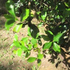 13. Coffea mauritiana - Café marron - RUBIACEE.jpeg