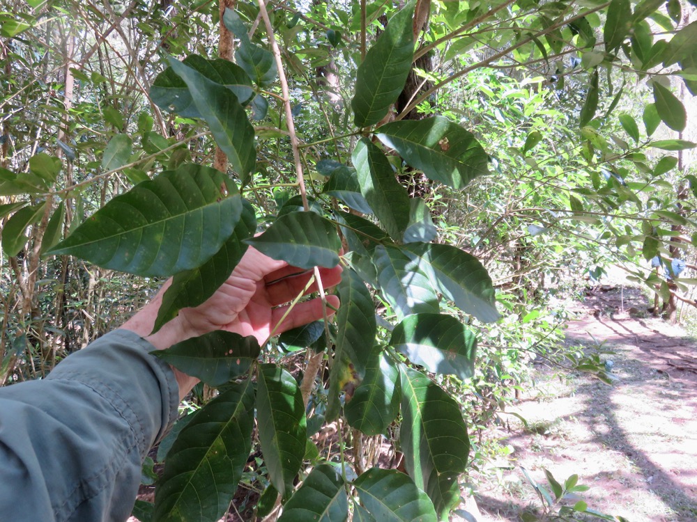 16. Allophylus borbonicus - Bois de merle - Sapindaceae.jpeg