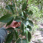 16. Allophylus borbonicus - Bois de merle - Sapindaceae.jpeg