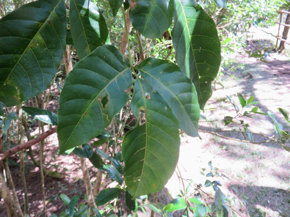 17. Allophylus borbonicus - Bois de merle - Sapindaceae.jpeg