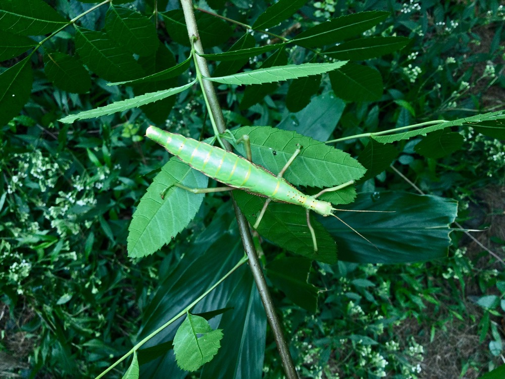 26. Rhaphiderus spiniger Chipèque bâton femelle.jpeg