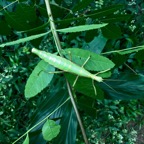 26. Rhaphiderus spiniger Chipèque bâton femelle.jpeg