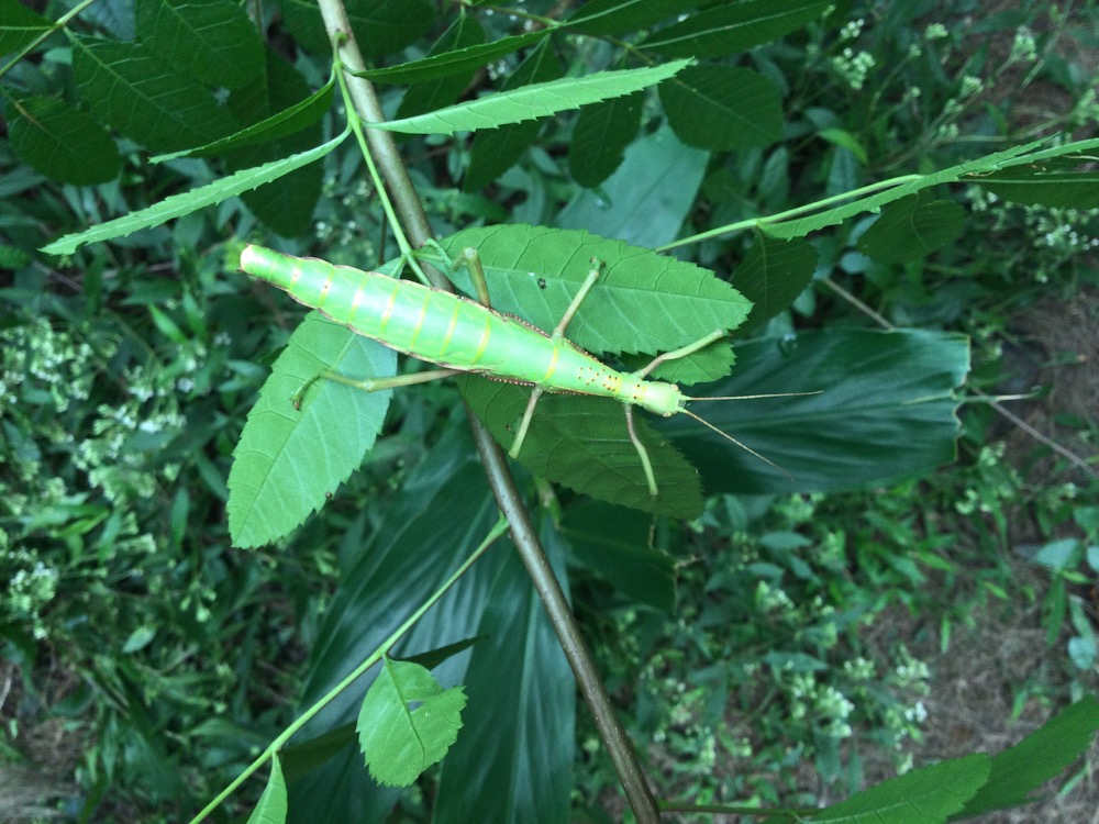 27. Rhaphiderus spiniger Chipèque bâton femelle.jpeg