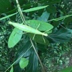 27. Rhaphiderus spiniger Chipèque bâton femelle.jpeg