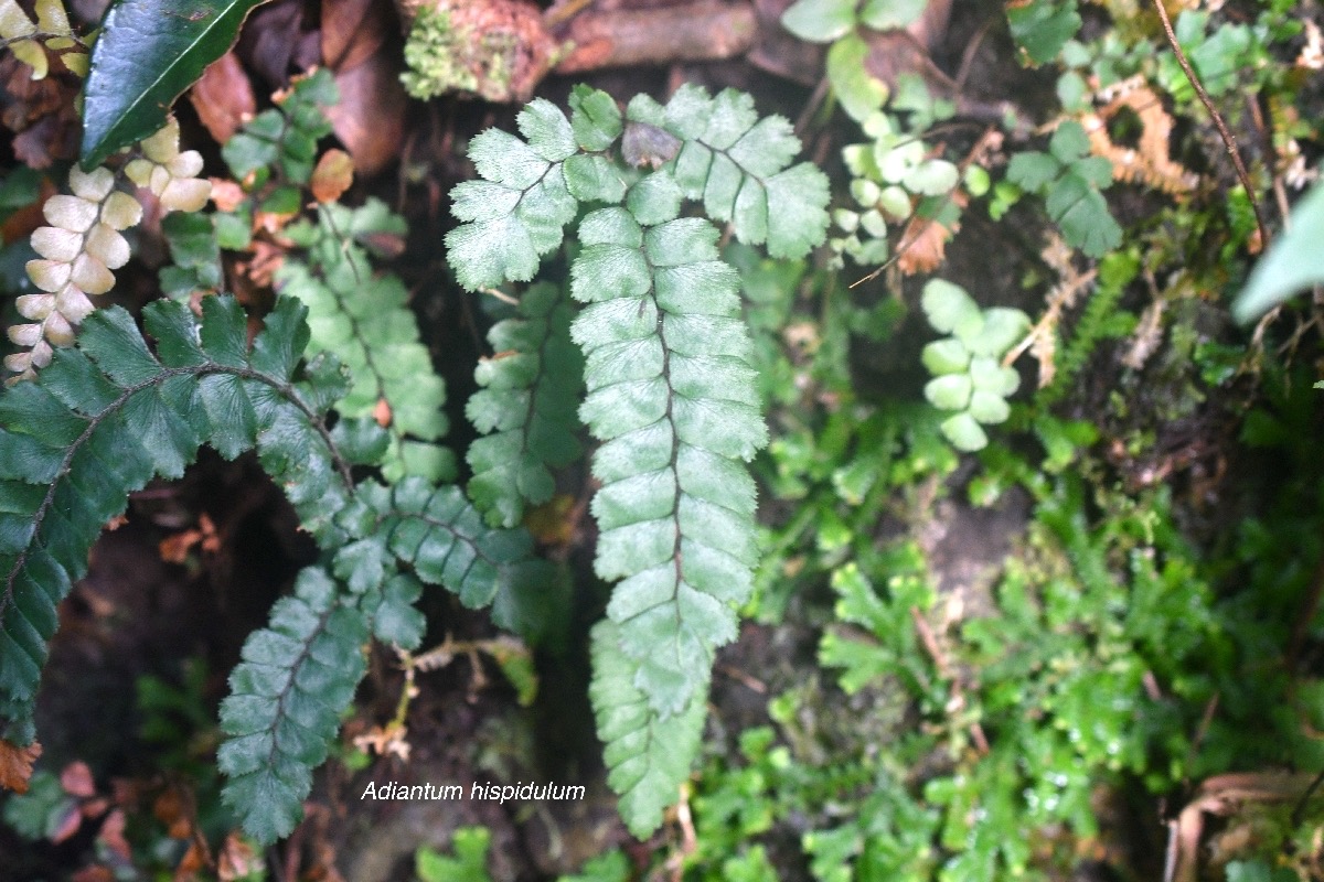 Adiantum hispidulum Pteridaceae Indigène La Réunion 9577.jpeg