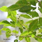 Allophylus borbonicus Bois de merle Sapindaceae Endémique Mascareignes 9647.jpeg