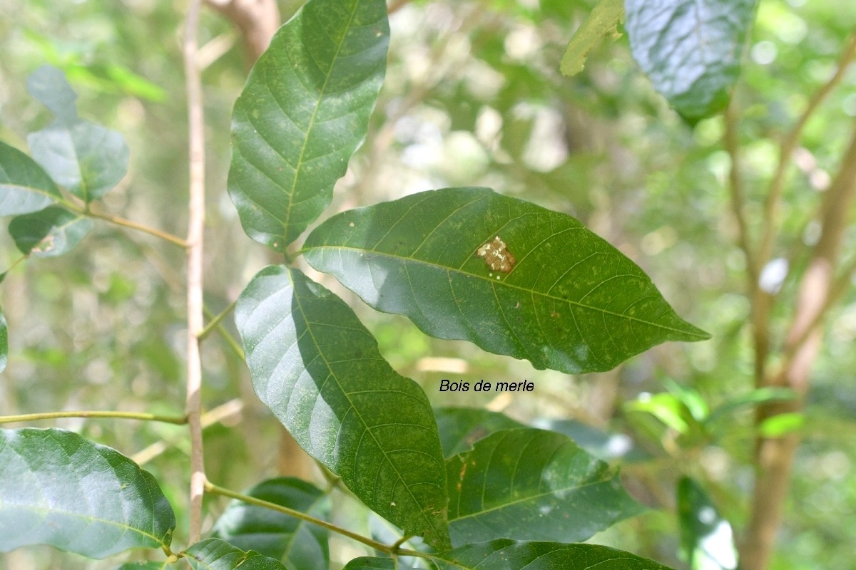 Allophyus borbonicus Bois de merle Sapindaceae Endémique Mascareignes 9642.jpeg