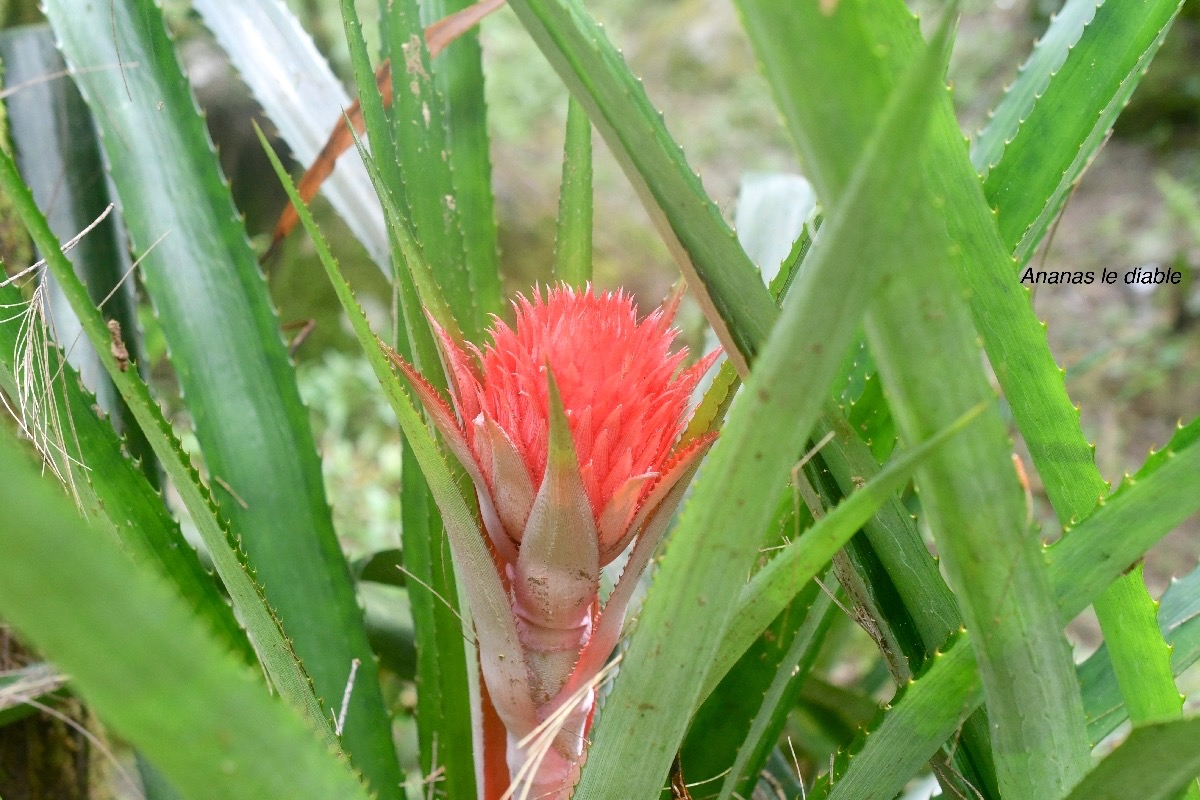 Ananas bracteatus Ananas le diable Bromeliaceae Argentine, Brésil.jpeg