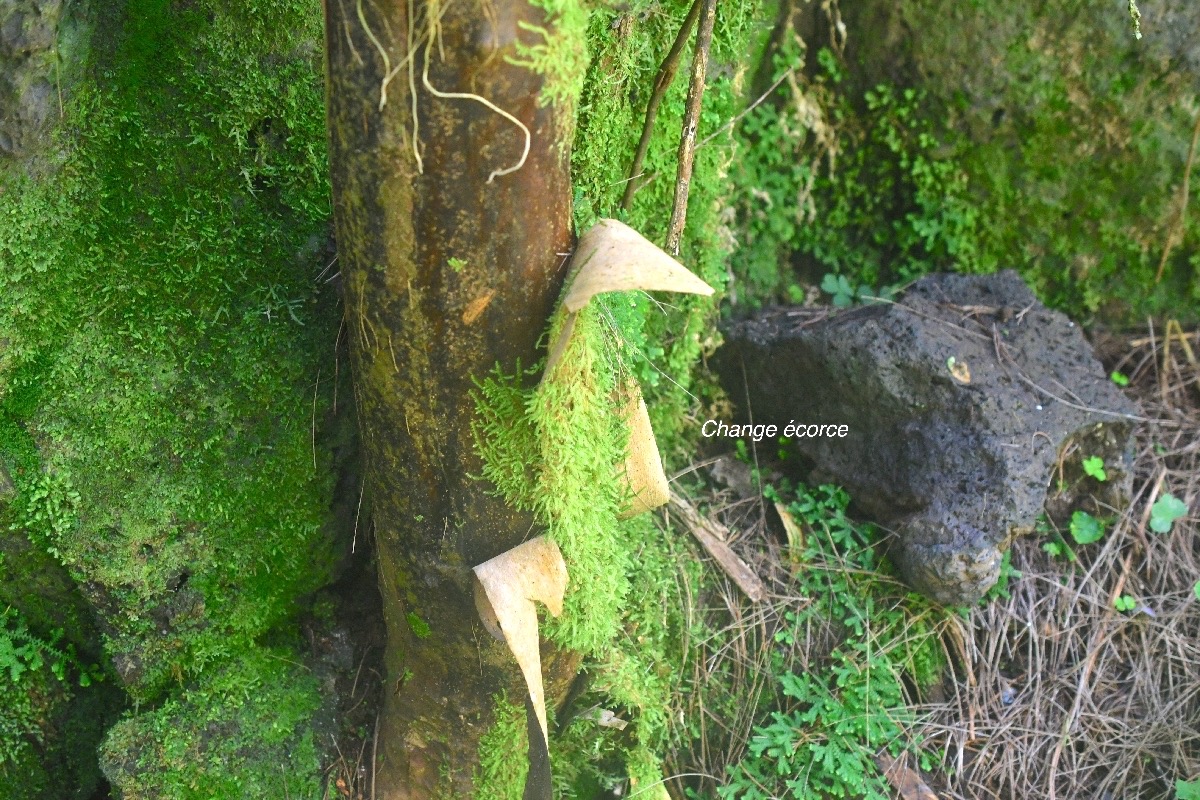 Aphloia theiformis Change écorce Aphloiaceae Indigène La Réunion 9596.jpeg