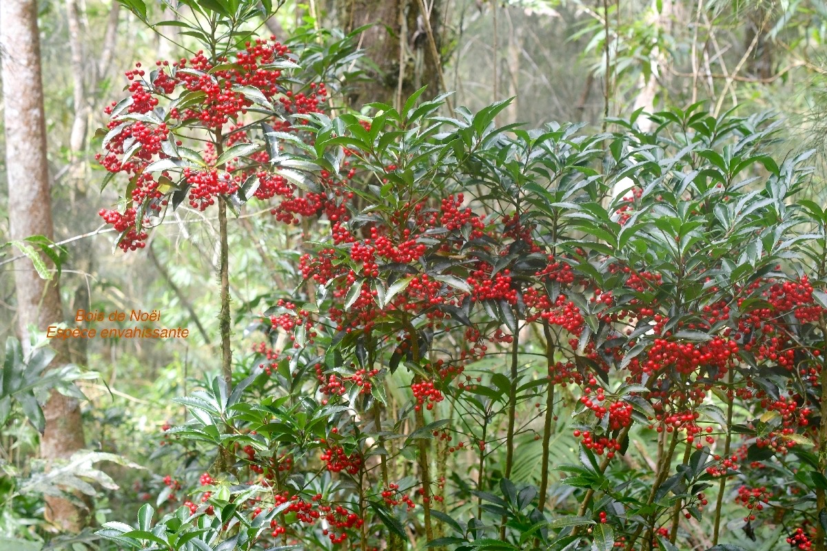 Ardisia crenata Bois de Noël Primulaceae E E 9686.jpeg