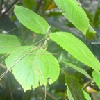 Boehmeria stipularis Bois de source blanc Urticaceae Endémique La Réunion 9667.jpeg