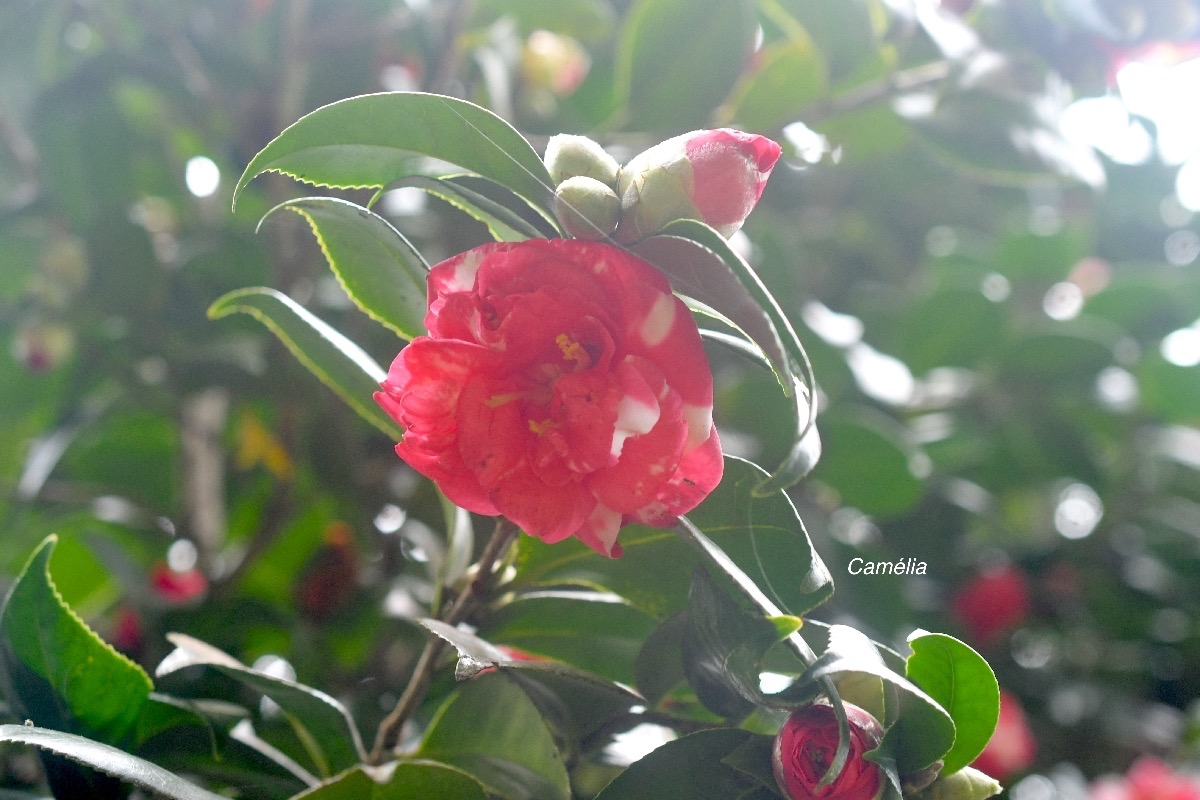 Camelia japonica Camélia Theaceae Chine Corée Japon 9737.jpeg