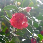 Camelia japonica Camélia Theaceae Chine Corée Japon 9737.jpeg